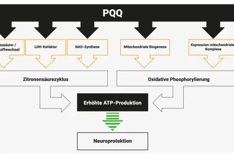 PQQ beeinflusst Aminosäure-/Lipidstoffwechsel, LDH-Kofaktor, NAD-Synthese, mitochondriale Biogenese und Expression mitochondrialer Komplexe, was zu erhöhter ATP-Produktion und Neuroprotektion führt.