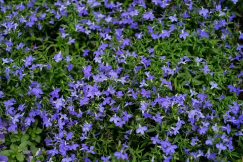 Gęste, kwitnące lobelie tworzą dywan niebieskich kwiatów. Idealne lobelia stanowisko to słoneczne miejsce.