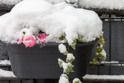 Różowe kwiaty i bluszcz w donicy, przykryte śniegiem. To widok na campanula zimowanie, gdy natura przygotowuje się do odpoczynku.