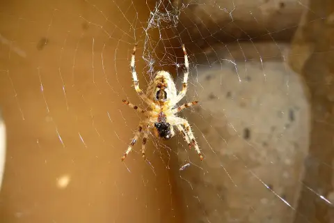Pająk po hiszpańsku to "araña". Ten pająk siedzi na swojej pajęczynie, czekając na ofiarę.