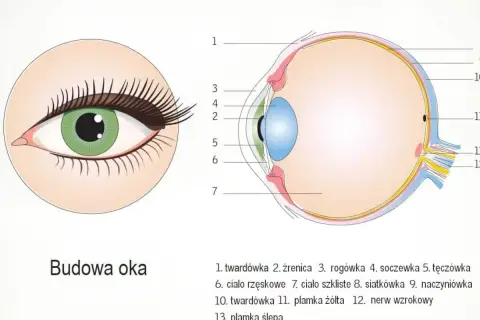 Przednia część oka, gdzie znajduje się przezroczysta rogówka, chroniąca tęczówkę i źrenicę.