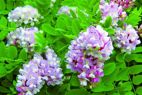 Kwiatostany robinia akacjowa umbraculifera w odcieniach bieli i fioletu, otoczone zielonymi liśćmi.
