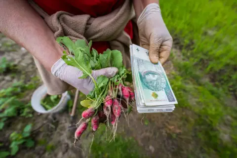 Rzodkiewka z ogródka i stos banknotów. Czy to przyszła emerytura z KRUS?