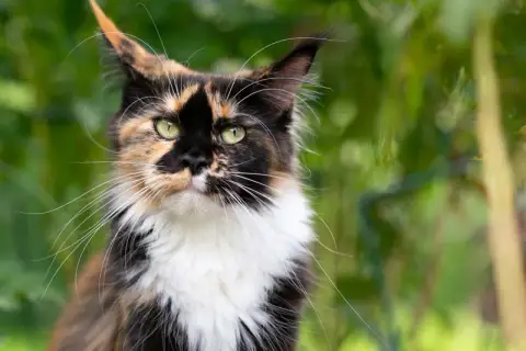 Piękna szylkretka Maine Coon z zielonymi oczami i bujnym futrem, otoczona zielenią.