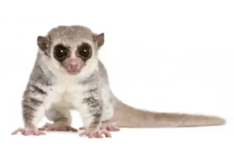 Mały, puszysty lemur, uroczy **primate po polsku**, z wielkimi, ciemnymi oczami i długim ogonem, siedzi na białym tle.