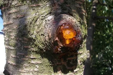 Guma na pniu drzewa owocowego, objaw raka bakteryjnego.