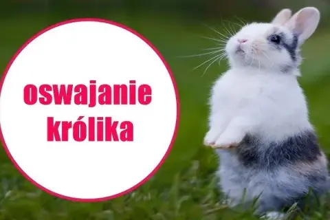 Jak wytresować królika? Kompletny poradnik krok po kroku