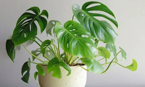 Monstera monkey jaka doniczka - idealny wybór dla zdrowej rośliny