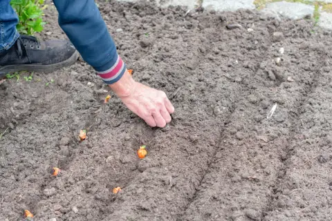 Ręka wsadza do ziemi małe cebulki, z których wyrośnie kwiat cebuli.
