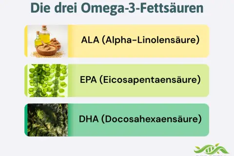 Die drei Omega-3-Fettsäuren: ALA (Leinsamenöl), EPA (Algen) und DHA (Algen). Wie viel Omega 3 am Tag?