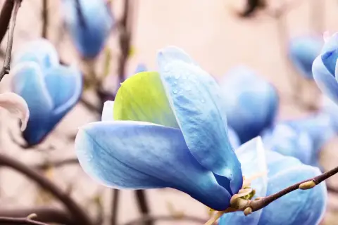 Niebieska magnolia z kroplami deszczu na płatkach, delikatnie otwiera swoje pąki.