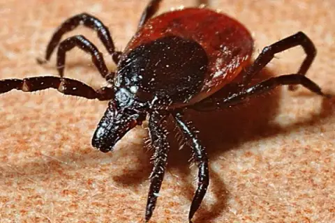 Objawy Borrelia afzelii: Jak rozpoznać zakażenie i uniknąć powikłań