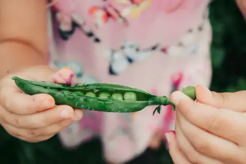 Kleine Hände öffnen eine Erbsenschote, um die süßen Erbsen roh zu essen.