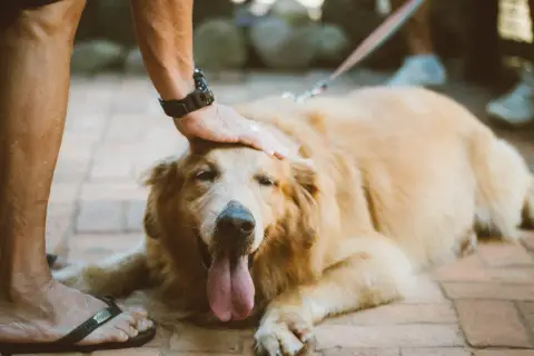 Złoty retriever leży na bruku, a jego opiekun głaszcze go po głowie. Pies dyszy, wystawiając język. To idealny moment na **sucrabest dla psa**.