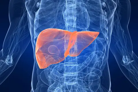 Leber in orange hervorgehoben, um fettleber symptome zu veranschaulichen. Anatomische Darstellung des menschlichen Körpers.