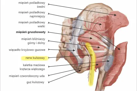 Anatomia miednicy: mięśnie pośladkowe, mięsień gruszkowaty i nerw kulszowy, biegnący w pobliżu mięśni przy kręgosłupie.
