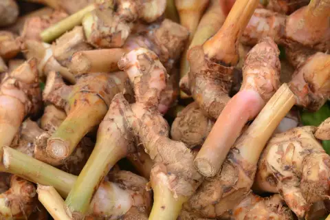 Kłącza galangalu, przyprawy o korzennym aromacie. Co to jest galangal? To aromatyczny korzeń, który dodaje potrawom egzotycznego smaku.