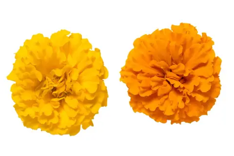 Deux œillets, un jaune vif et un orange éclatant, symbolisent la joie et la chaleur. L'œillet jaune signification est souvent liée au soleil et à l'optimisme.
