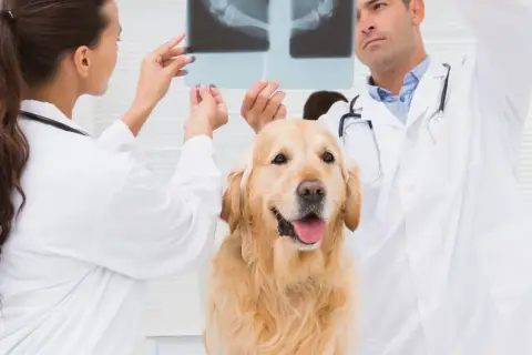Weterynarze analizują RTG, by zdiagnozować dysplazję bioder u psa.