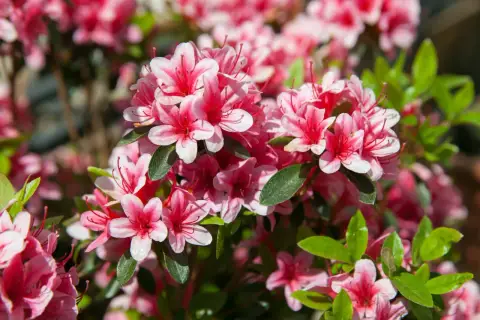 Kwitnący rododendron w pełnym rozkwicie, jego różowo-białe kwiaty tworzą barwną plamę na tle zielonych liści.