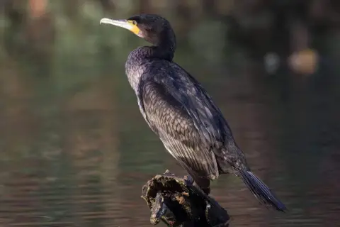 Czarny kormoran z żółtą plamą przy dziobie siedzi na kawałku drewna w wodzie.