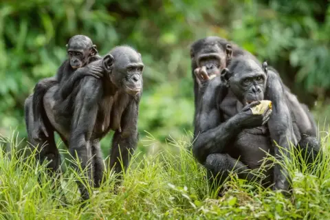 Bonobo z dzieckiem na plecach, obok inne jedzą. Czy to samiec alfa co to znaczy?