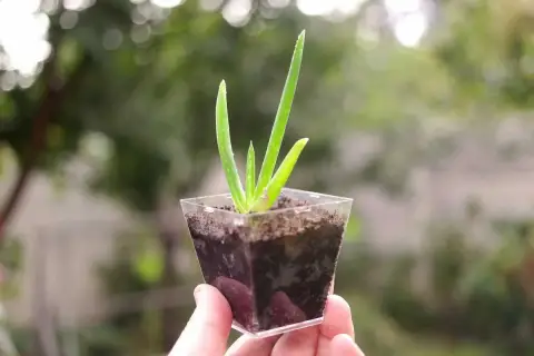 Une petite bouture d'aloe vera, avec ses feuilles vertes pointant vers le ciel, est tenue dans une main.