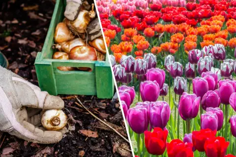 Sadzenie cebulek tulipanów i kwitnące pola w żywych kolorach tulipanów.