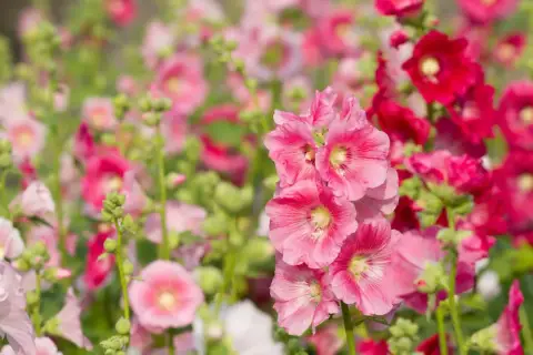 Piękne, różowe i czerwone malwy (hollyhock) kwitnące w ogrodzie.