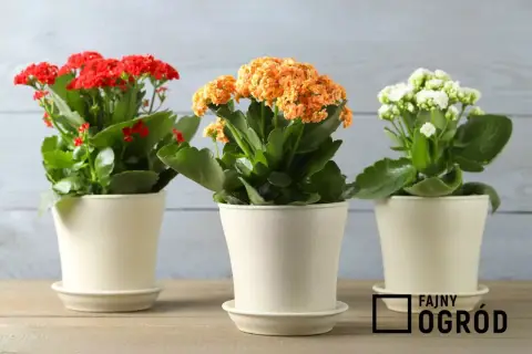 Trzy doniczki z kwitnącym kalanchoe: czerwonym, pomarańczowym i białym.