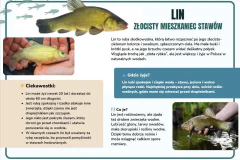 Lin, złocisty mieszkaniec stawów, to ryba o ciekawych cechach. Dowiedz się więcej o tym gatunku i jego zwyczajach.