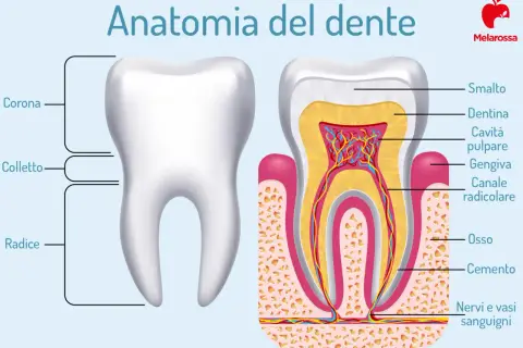 Anatomia del dente: corona, colletto, radice, smalto, dentina, cavità pulpare, gengiva, canale radicolare, osso, cemento, nervi e vasi sanguigni. Illustrazione dei tipi di denti.