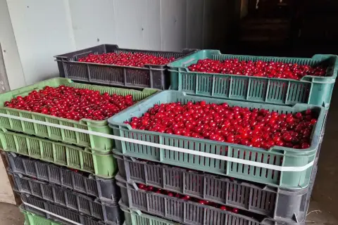 Stosy skrzynek pełnych soczystych wiśni. Czekają na sprzedaż, a ich cena zależy od jakości i sezonu.