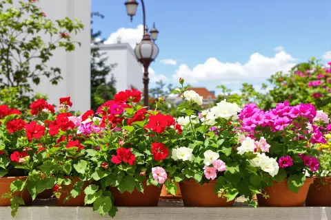 Des géraniums colorés en pots, prêts pour l'arrosage, sous un ciel bleu.