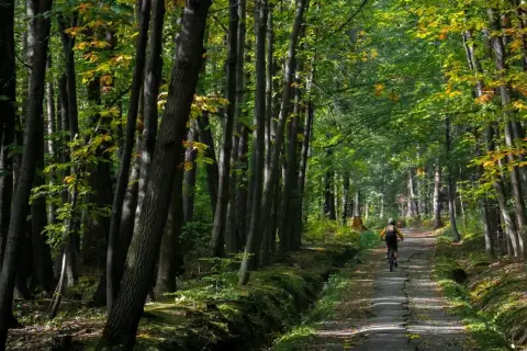 Ścieżka przez sosnówkę, gdzie rowerzysta przemierza leśny trakt wśród drzew.