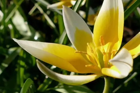 Delikatne, żółto-białe tulipany botaniczne rozkwitają wśród zieleni.