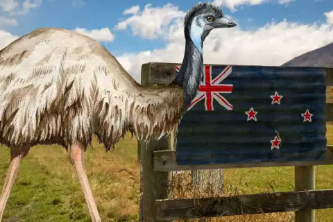 Emu, największy ptak na świecie, stoi obok flagi Nowej Zelandii na tle górskiego krajobrazu.