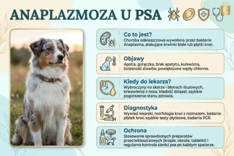 Anaplazmoza u psa: objawy, diagnostyka i ochrona. Zdjęcie przedstawia psa rasy Australian Shepherd, obok którego znajdują się informacje o chorobie.