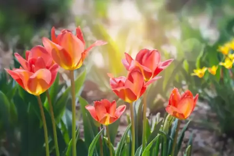 Piękne, pomarańczowo-czerwone tulipany rozkwitają w słońcu. Wiosna w pełni, kiedy kwitną tulipany.