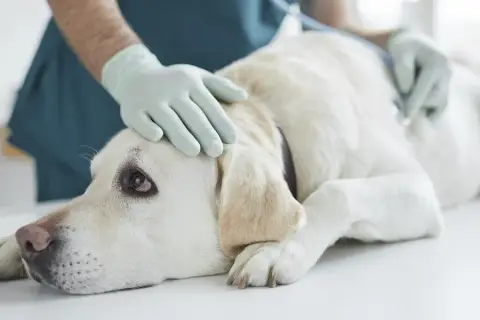 Symptome von Borreliose beim Hund: Warnzeichen, die Sie kennen sollten