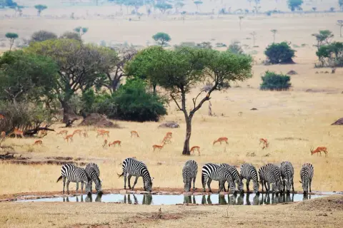 Stado zebr pije wodę na tle sawanny, gdzie pasą się antylopy. Niezapomniane widoki z tanzania wakacje.