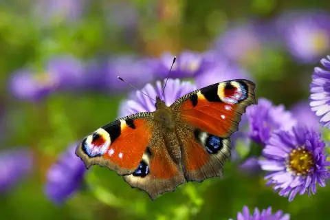 Motyl pawik na fioletowych kwiatach. Jego barwy symbolizują przemianę i piękno natury.