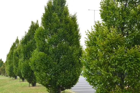Szereg gęstych, zielonych drzew grabów o stożkowatym pokroju, rosnących wzdłuż parkingu.