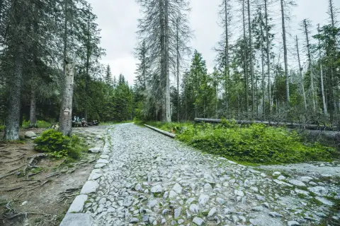 Kamienista ścieżka przez las, z widocznymi korzeniami drzew i kilkoma osobami odpoczywającymi przy ławce. Szlak z brzezin do murowańca zamknięty.