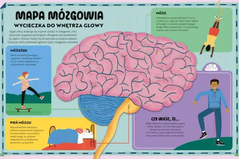 Ilustracja przedstawia schemat mózgu z zaznaczonymi częściami: móżdżek, pień mózgu i mózg.