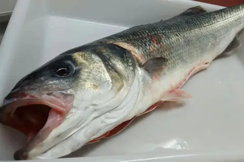Lubina fresca en bandeja blanca, con boca abierta. Se aprecia la diferencia entre lisa y lubina por su forma y coloración.
