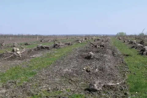 Pola po wycince drzew, pozostały pnie i korzenie. Widać ślady po chorobie, być może werticilioza, która zniszczyła sad.