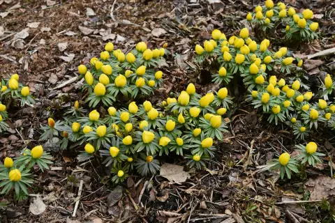 En grupp gula vårblommor, som en lista över tidiga vårtecken, spirar upp ur marken bland torra löv.