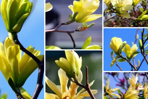 Piękne, żółte magnolie rozkwitają na tle błękitnego nieba. Ich delikatne płatki tworzą wiosenną kompozycję.