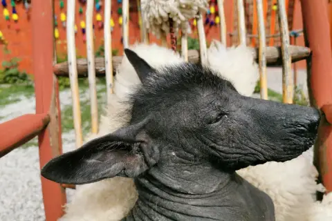 Ce chien moche, au poil rare et à la peau ridée, est assis sur une couverture en laine.